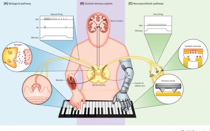 Visual from one of the papers