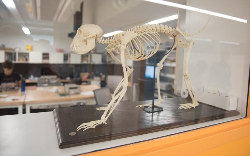 A monkey skeleton on a stand in the lab